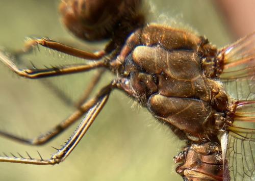 Réf. 310 573 : Sympetrum vulgatum